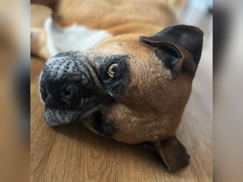 Luna - Boxer Seniorin sucht ein neues Zuhause