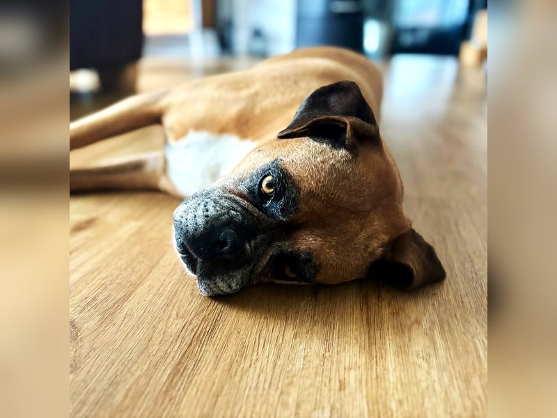 Luna - Boxer Seniorin sucht ein neues Zuhause
