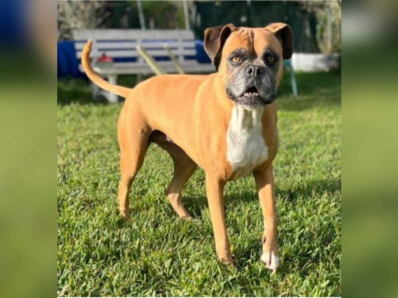 Luna - Boxer Seniorin sucht ein neues Zuhause