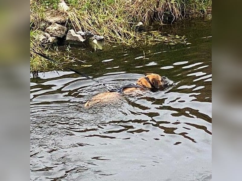 Luna - Boxer Seniorin sucht ein neues Zuhause