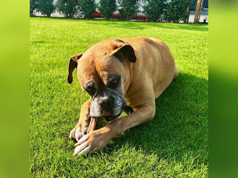 Luna - Boxer Seniorin sucht ein neues Zuhause