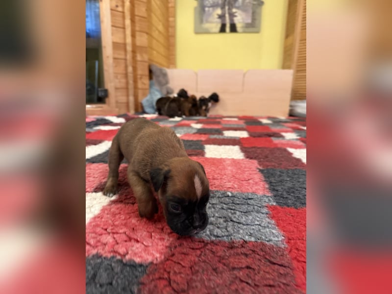 Boxerwelpen