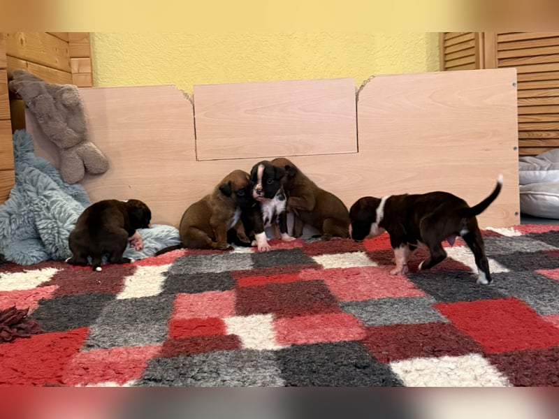 Boxerwelpen