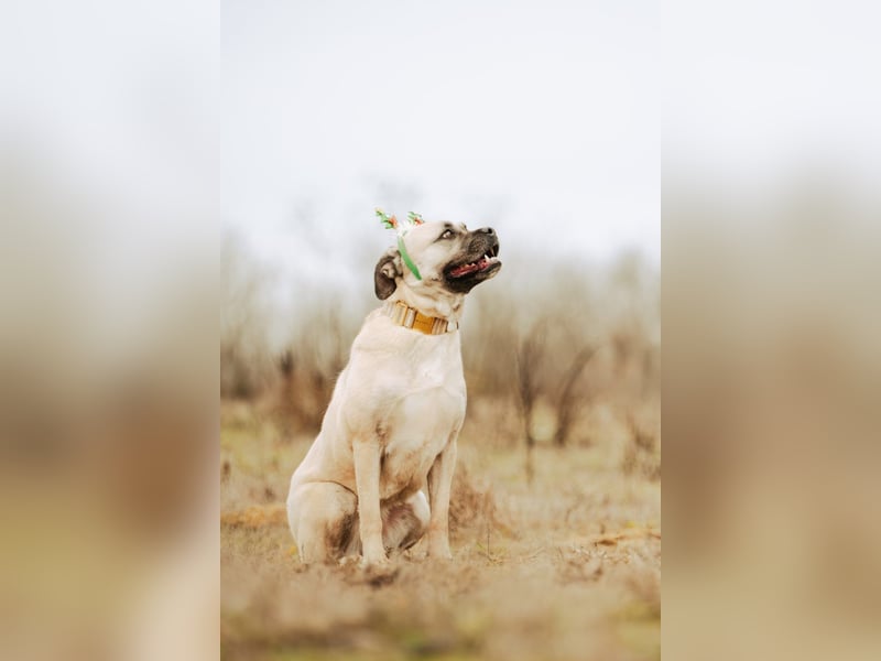 Fiona, freundliches Riesenbaby, ca. 3 Jahre, ca. 58cm, ca. 26kg