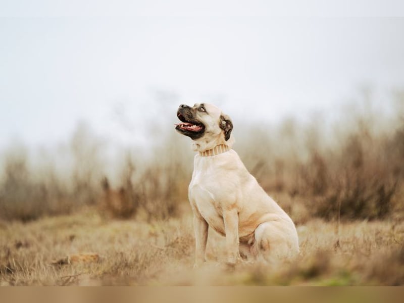 Fiona, freundliches Riesenbaby, ca. 3 Jahre, ca. 58cm, ca. 26kg
