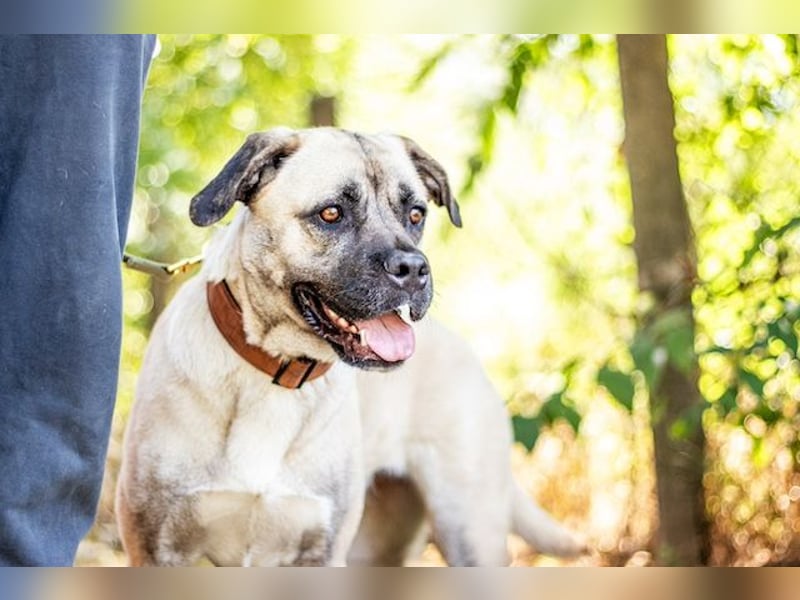 Fiona, freundliches Riesenbaby, ca. 10 Monate, ca. 58cm, ca. 26kg