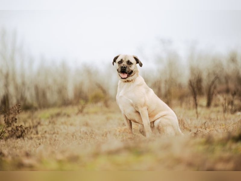 Fiona, freundliches Riesenbaby, ca. 3 Jahre, ca. 58cm, ca. 26kg