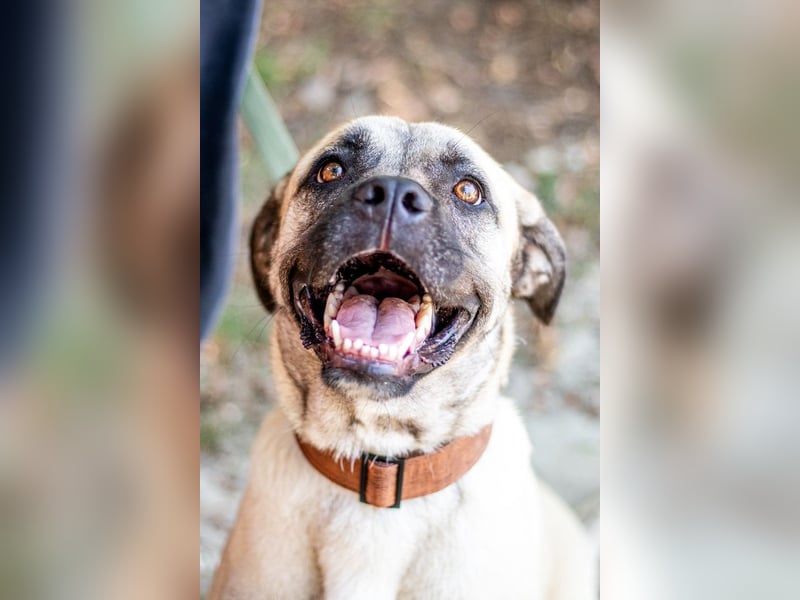 Fiona, freundliches Riesenbaby, ca. 10 Monate, ca. 58cm, ca. 26kg