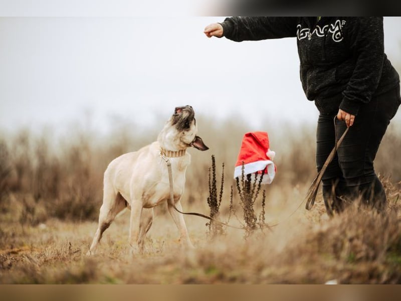 Fiona, freundliches Riesenbaby, ca. 3 Jahre, ca. 58cm, ca. 26kg