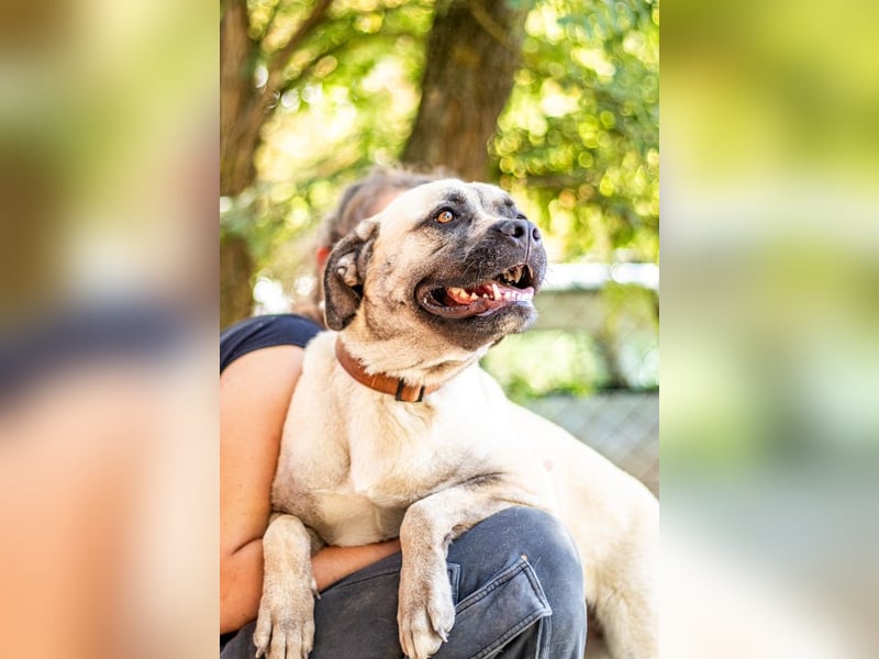 Fiona, freundliches Riesenbaby, ca. 10 Monate, ca. 58cm, ca. 26kg