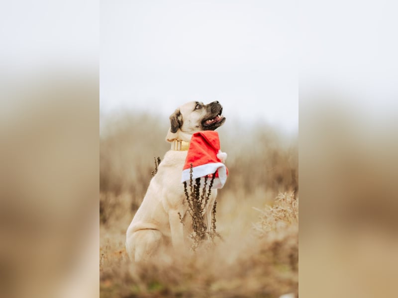 Fiona, freundliches Riesenbaby, ca. 3 Jahre, ca. 58cm, ca. 26kg