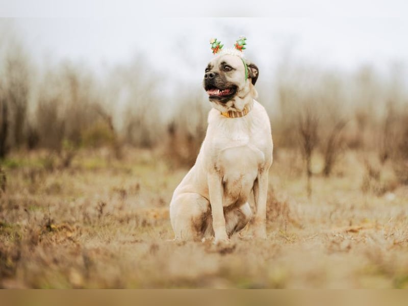 Fiona, freundliches Riesenbaby, ca. 3 Jahre, ca. 58cm, ca. 26kg