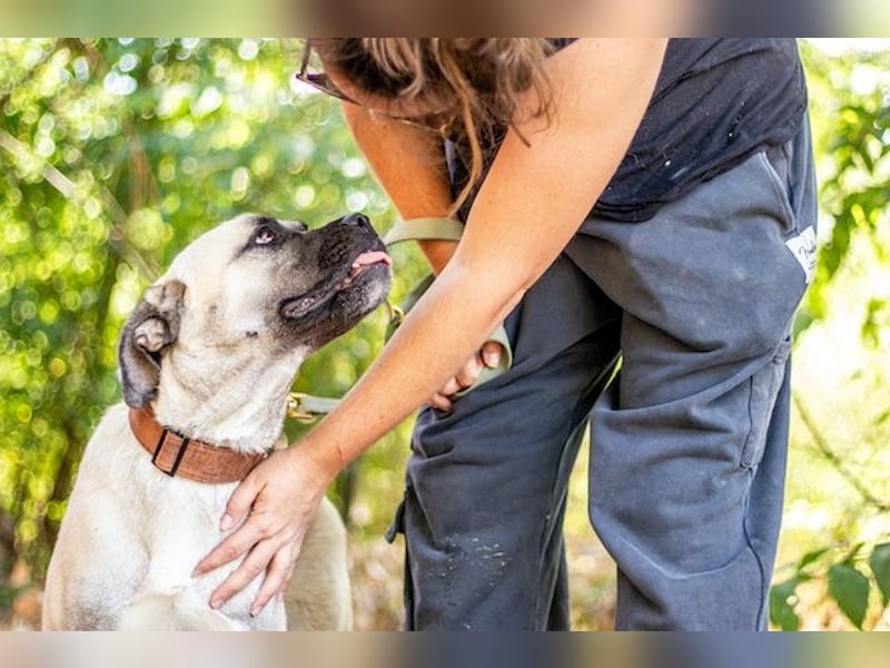 Fiona, freundliches Riesenbaby, ca. 10 Monate, ca. 58cm, ca. 26kg