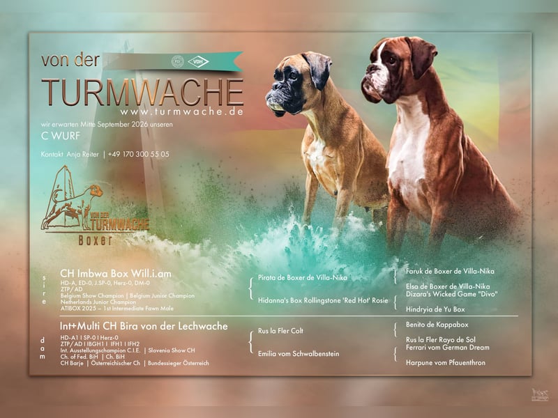 Boxer Rüde
