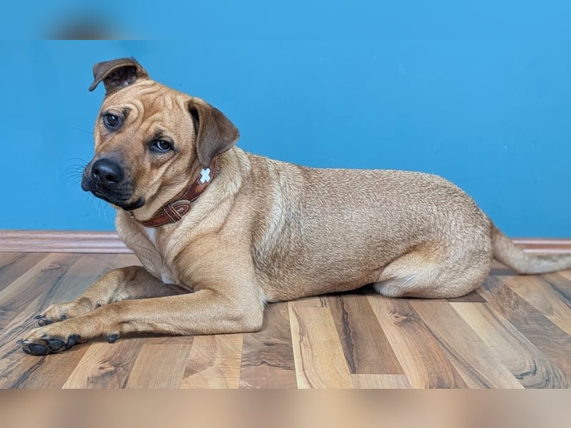 Boxermischlingshündin Lotte sucht unternehmungslustige Familie Boxermischlingshündin Lotte sucht unternehmungslustige Familie