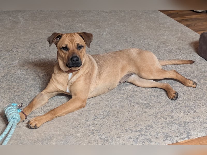 Boxermischlingshündin Lotte sucht unternehmungslustige Familie Boxermischlingshündin Lotte sucht unternehmungslustige Familie