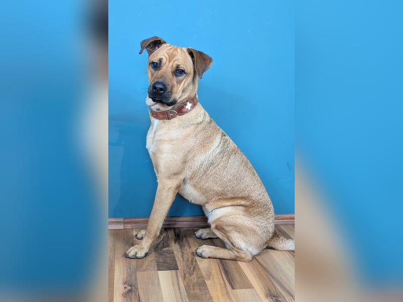 Boxermischlingshündin Lotte sucht unternehmungslustige Familie Boxermischlingshündin Lotte sucht unternehmungslustige Familie