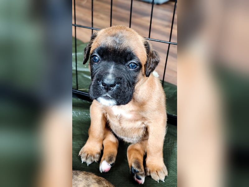 Boxer-Welpen von mehrmaligen Teilnehmern der Deutschen Meisterschaften!!!