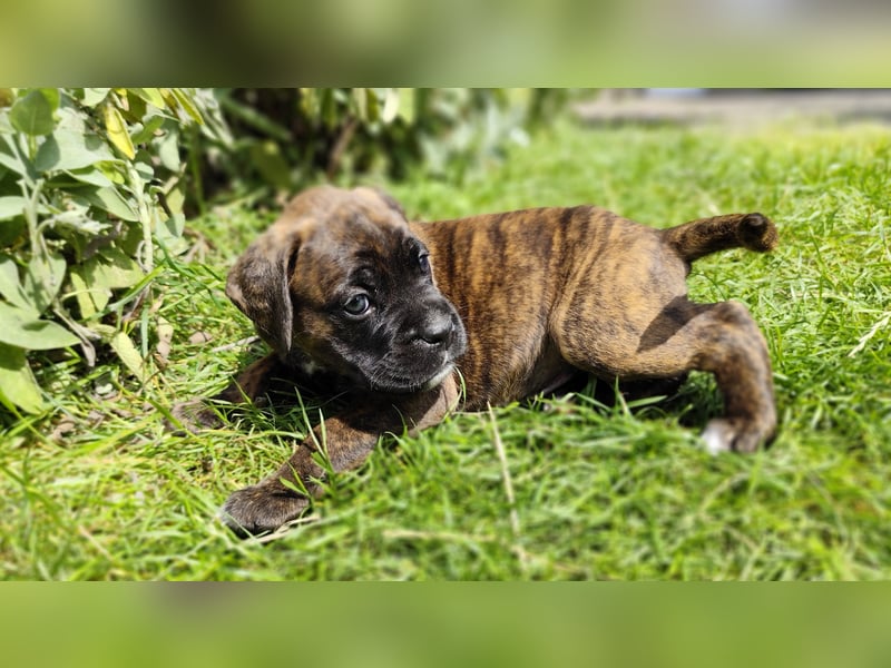 Boxer-Welpen von mehrmaligen Teilnehmern der Deutschen Meisterschaften!!!