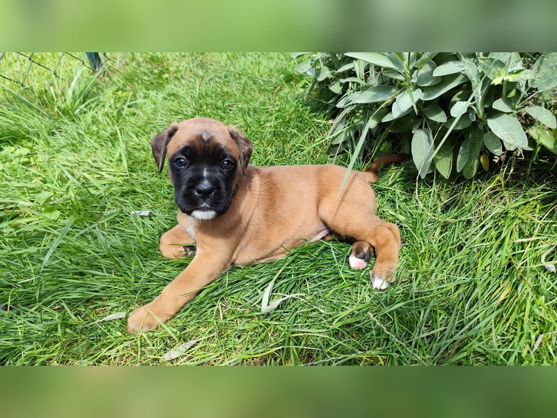 Boxer-Welpen von mehrmaligen Teilnehmern der Deutschen Meisterschaften!!!