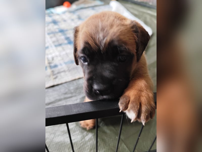 Boxer-Welpen von mehrmaligen Teilnehmern der Deutschen Meisterschaften!!!