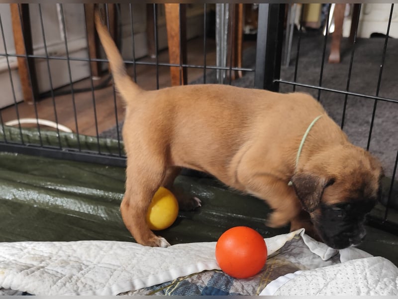 Boxer-Welpen von mehrmaligen Teilnehmern der Deutschen Meisterschaften!!!