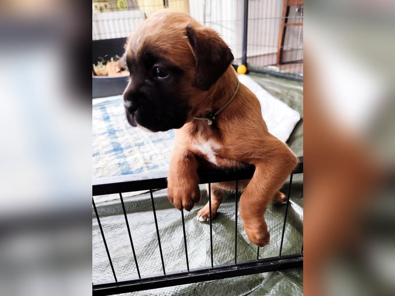 Boxer-Welpen von mehrmaligen Teilnehmern der Deutschen Meisterschaften!!!