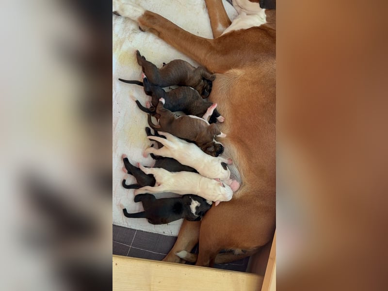 Süße Boxerwelpen mit Papieren suchen Für-immer Zuhause