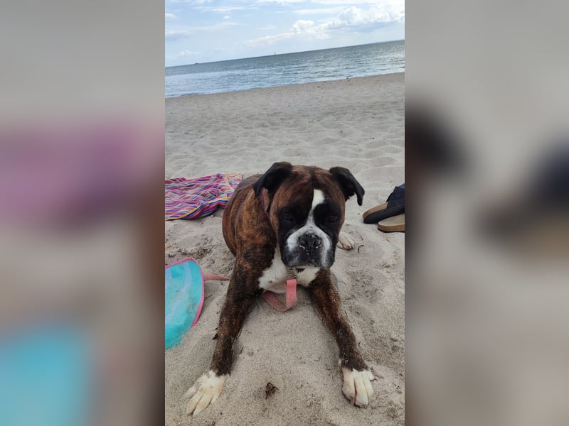 Boxerwelpen abzugeben (Wurfankündigung Boxer)