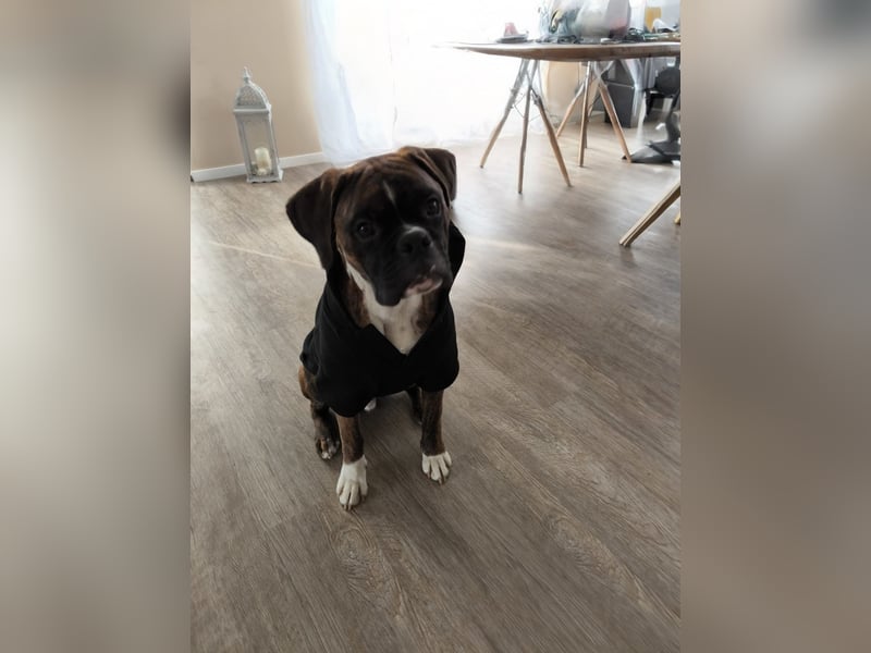 Boxerwelpen abzugeben (Wurfankündigung Boxer)