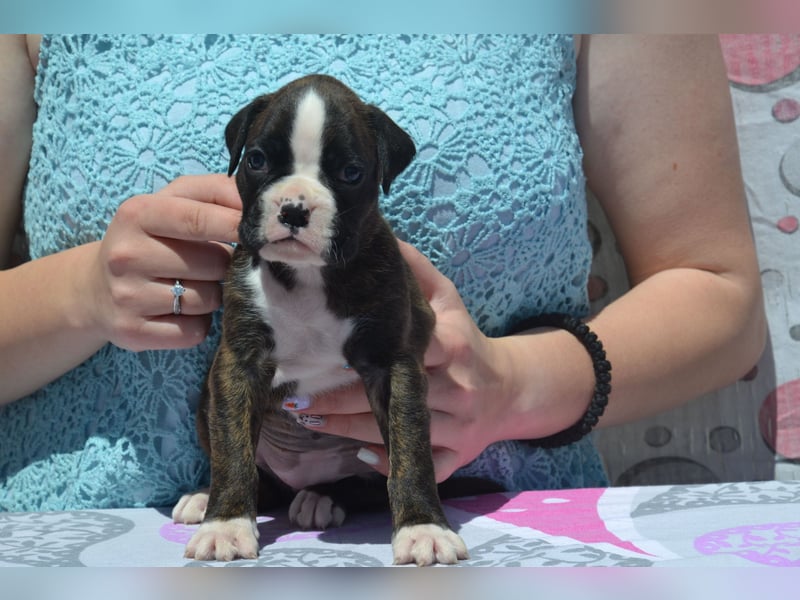 Deutsche Boxerwelpen
