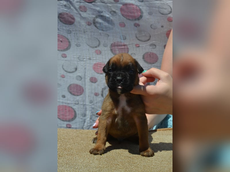 Deutsche Boxerwelpen