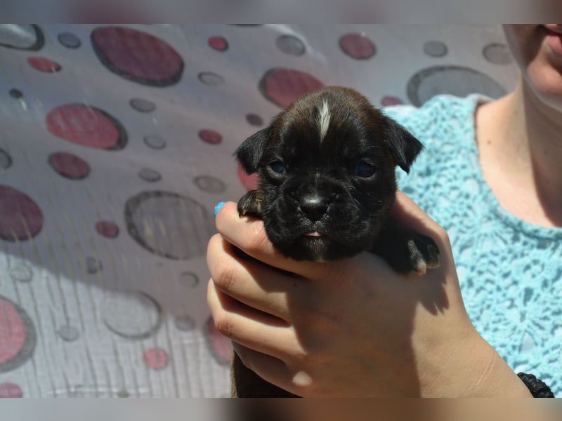 Deutsche Boxerwelpen