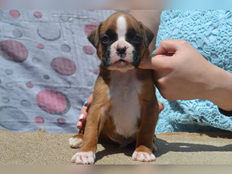 Deutsche Boxerwelpen