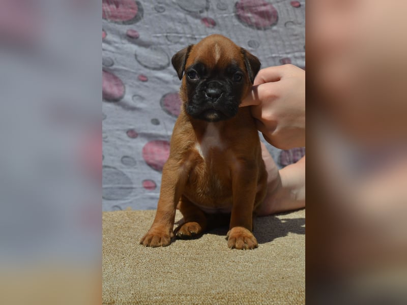 Deutsche Boxerwelpen