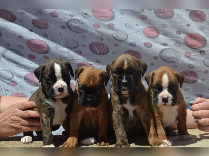 Deutsche Boxerwelpen