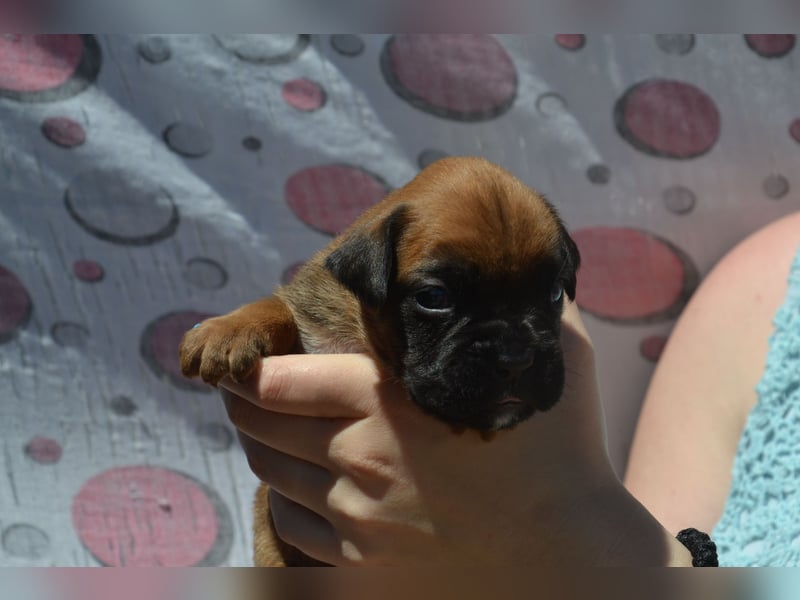 Deutsche Boxerwelpen