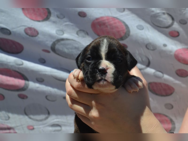 Deutsche Boxerwelpen