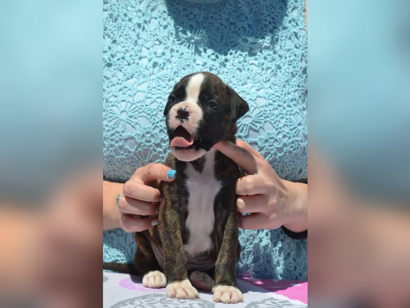 Deutsche Boxerwelpen