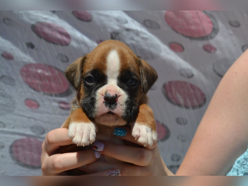 Deutsche Boxerwelpen