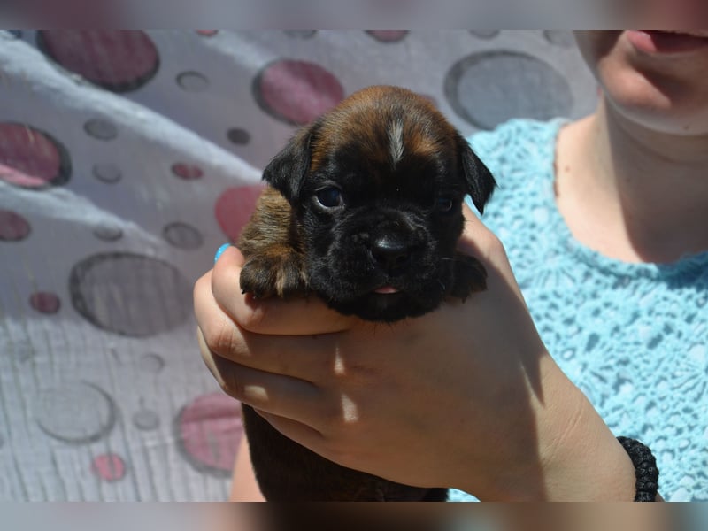 Deutsche Boxerwelpen