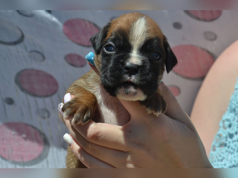 Deutsche Boxerwelpen