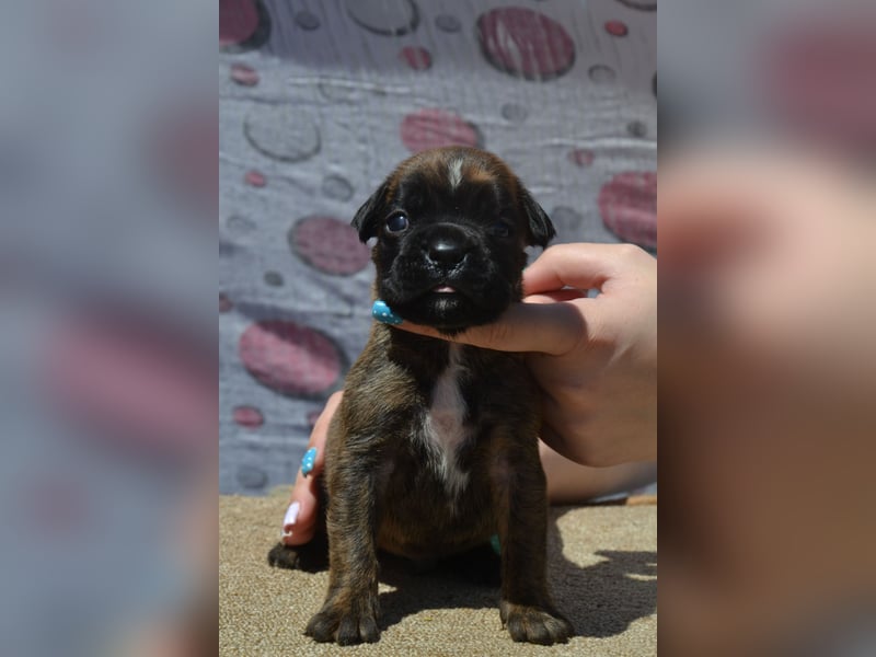 Deutsche Boxerwelpen