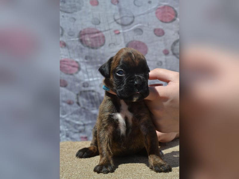 Deutsche Boxerwelpen