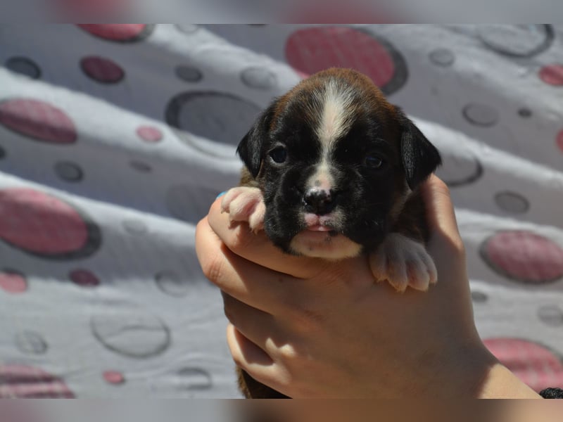 Deutsche Boxerwelpen