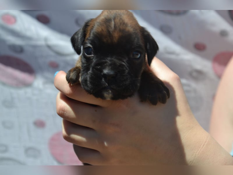 Deutsche Boxerwelpen