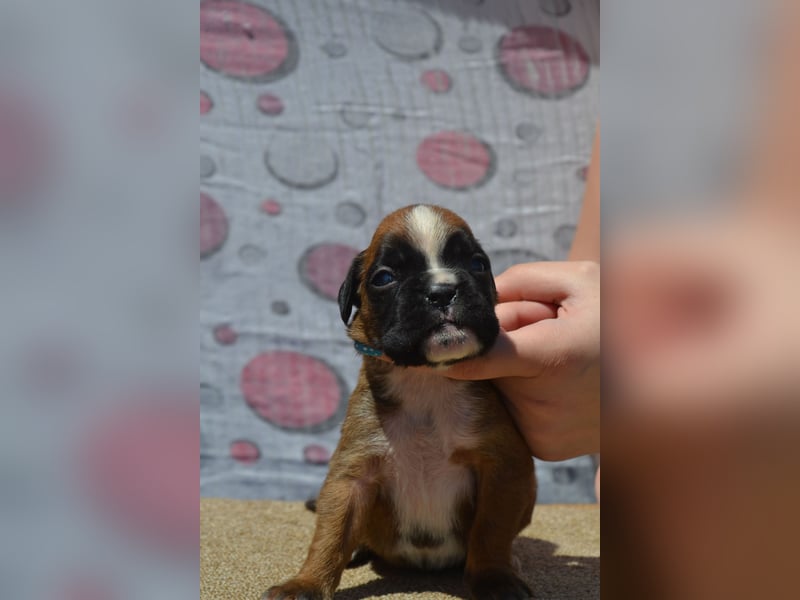 Deutsche Boxerwelpen