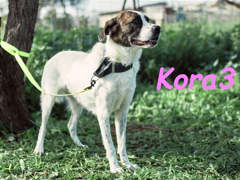 Kora3 08/2019 (ESP) - verspielte und kluge, hübsche Boxer-Mix Hündin!