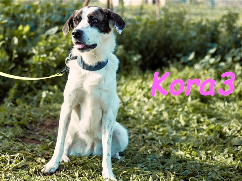 Kora3 08/2019 (ESP) - verspielte und kluge, hübsche Boxer-Mix Hündin!