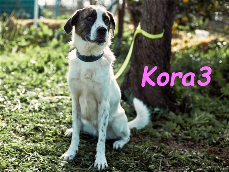 Kora3 08/2019 (ESP) - verspielte und kluge, hübsche Boxer-Mix Hündin!